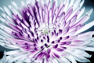 Close-up of purple flower