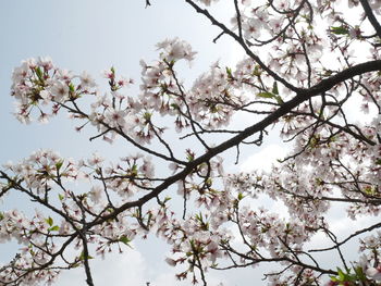 Low angle view of cherry blossoms against sky