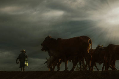 Farmer and cows on the prairie at sunset.