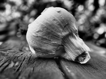 Close-up of snail on wood