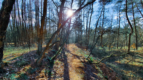 Sunlight streaming through trees in forest