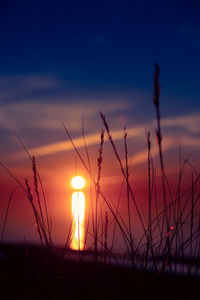 Coastal symphony. grass flourishing on baltic sands. grass at the baltic sea