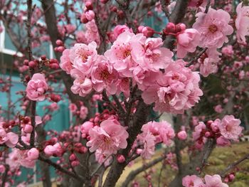 Close-up of pink flowers