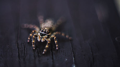 Close-up of spider on wood