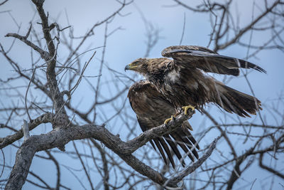 Low angle view of eagle perching on branch