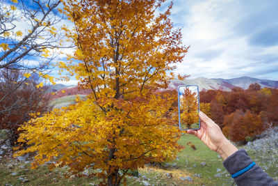 Person holding autumn tree against sky