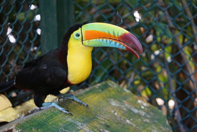 Close-up of bird perching on yellow leaf