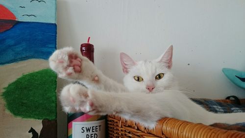 Portrait of cat