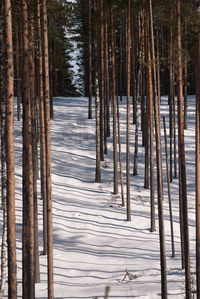 Pine trees in forest during winter