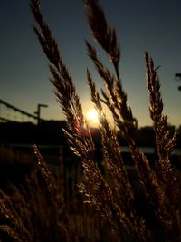 Close-up of wheat growing on field against sky at sunset