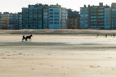 Training a racehorse on the beach at autumn with some buildings in the background