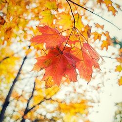 Low angle view of autumn leaves