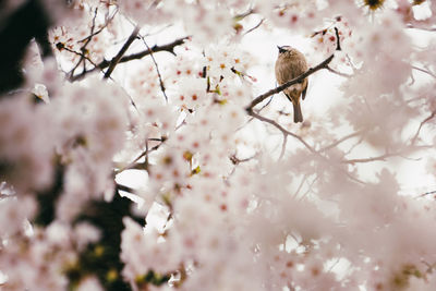 Cherry blossoms in spring