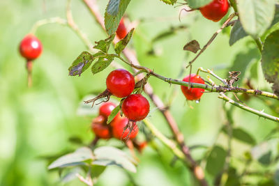 Close-up of red berries growing on tree