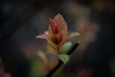 Close-up of maple leaf