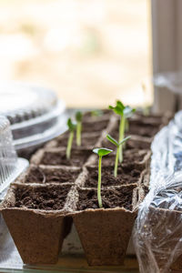 Close-up of potted plant