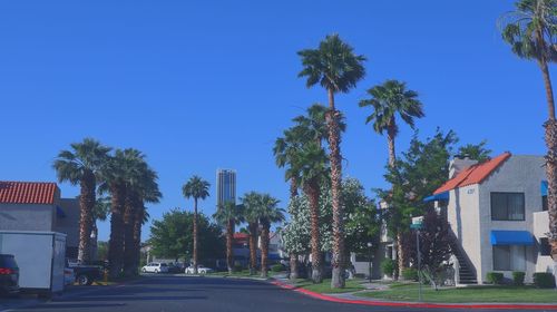 Road by palm trees and buildings against blue sky