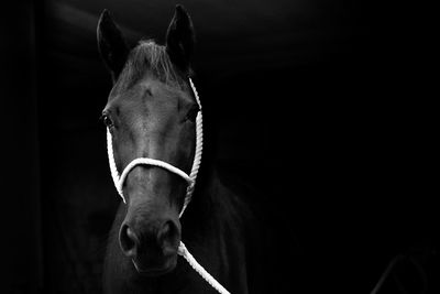 Close-up of horse against black background