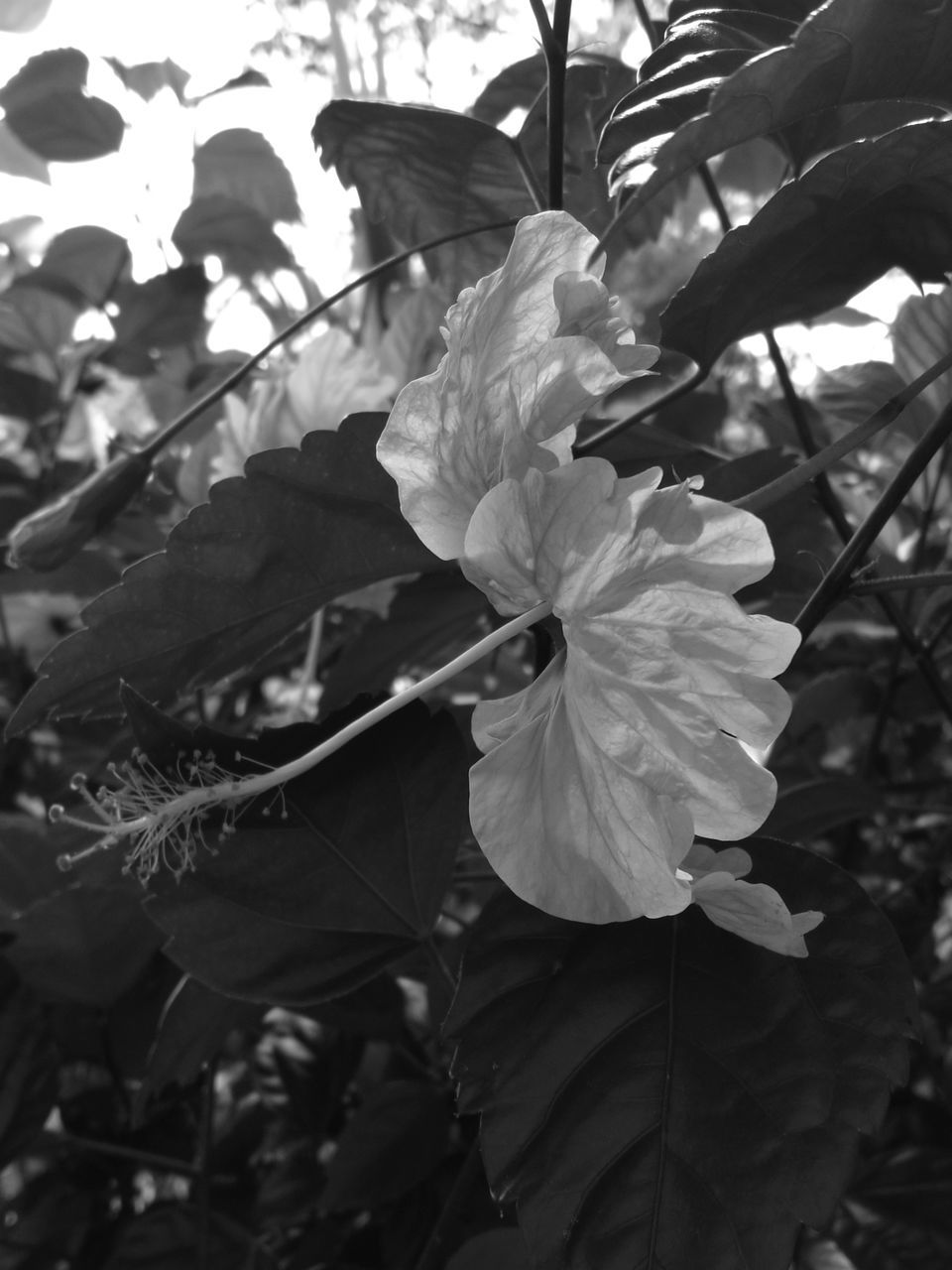 leaf, growth, flower, freshness, fragility, petal, plant, close-up, beauty in nature, nature, focus on foreground, flower head, blooming, outdoors, day, sunlight, no people, in bloom, park - man made space, leaves