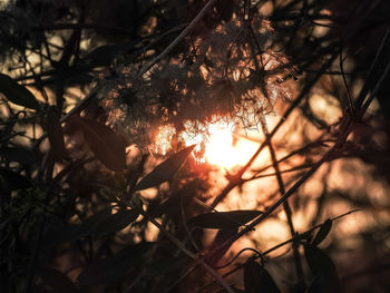 Close-up of silhouette trees against sky during sunset