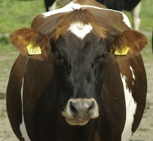 Close-up portrait of cow