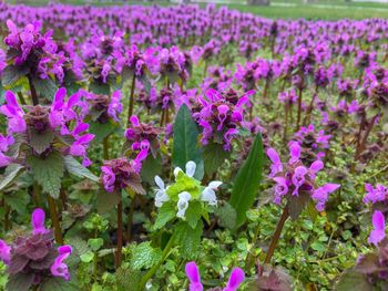 Close-up of pink flowering plants on field