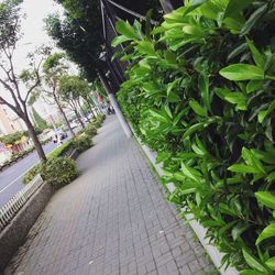 Narrow pathway along trees