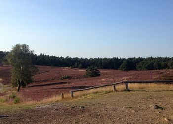 Scenic view of trees on field against clear sky