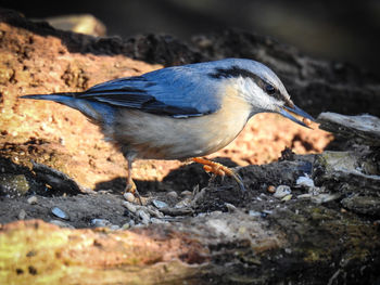 Close-up of bird perching on rock