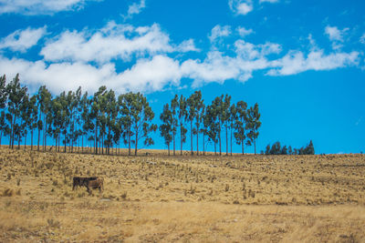 Trees on field against sky