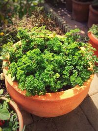 Close-up of fresh green plants