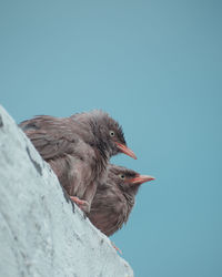 Low angle view of bird perching against clear blue sky