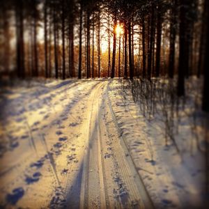 Road amidst trees in forest during winter