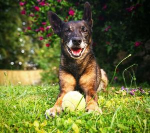 Portrait of dog sitting on field