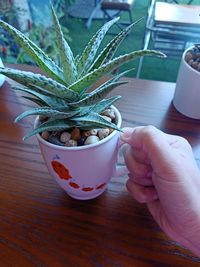 Midsection of person holding potted plant on table