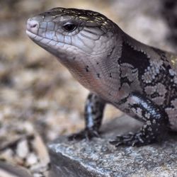 Close-up of lizard