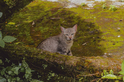 Portrait of a cat