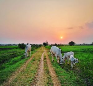 Sheep grazing on field against sky during sunset