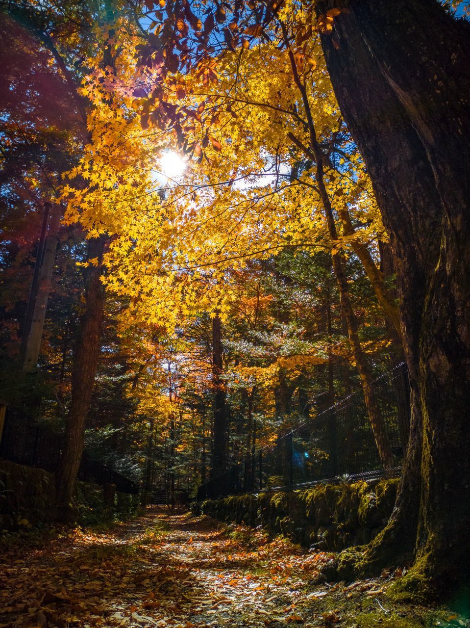 TREES IN AUTUMN