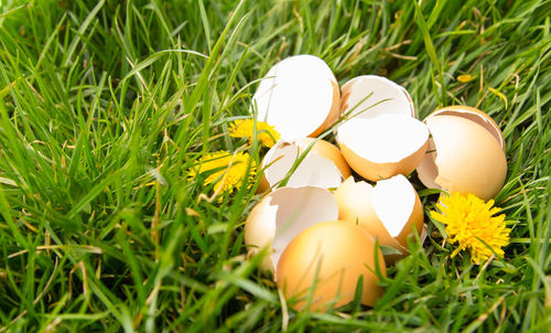 Close-up of broken eggs on grassy field