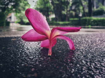 Close-up of pink flower on road