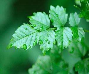 Close-up of raindrops on leaves