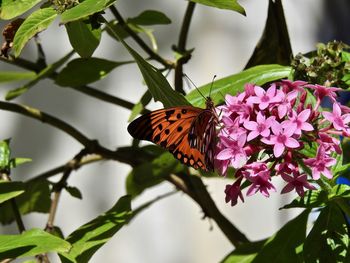 Close-up of butterfly on pink flower