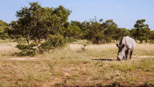 Rhino in a field in zimbawbe