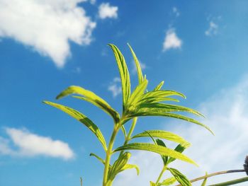 Low angle view of plant against sky