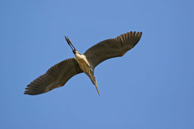 Low angle view of bird flying against clear blue sky