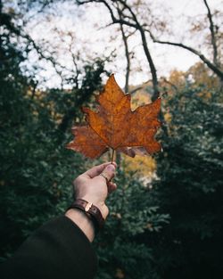 Close-up of hand holding maple leaf against sky