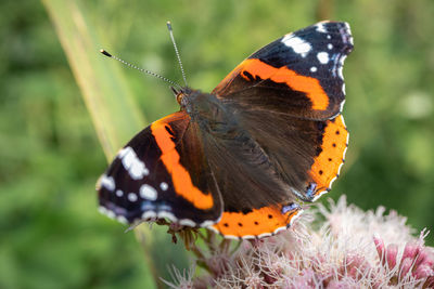 Close-up of butterfly pollinating on orange flower