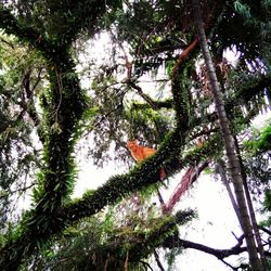 Low angle view of tree against sky