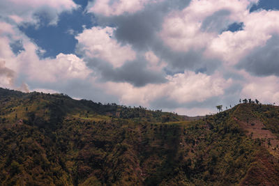 Low angle view of trees on mountain against sky